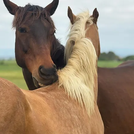 Le Cocon De Roquelande Equestrian Boarding House Holiday home *