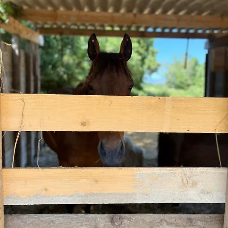 Le Cocon De Roquelande Equestrian Boarding House Arzens